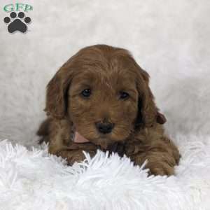 Bouquet, Mini Goldendoodle Puppy